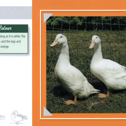 Know Your Ducks