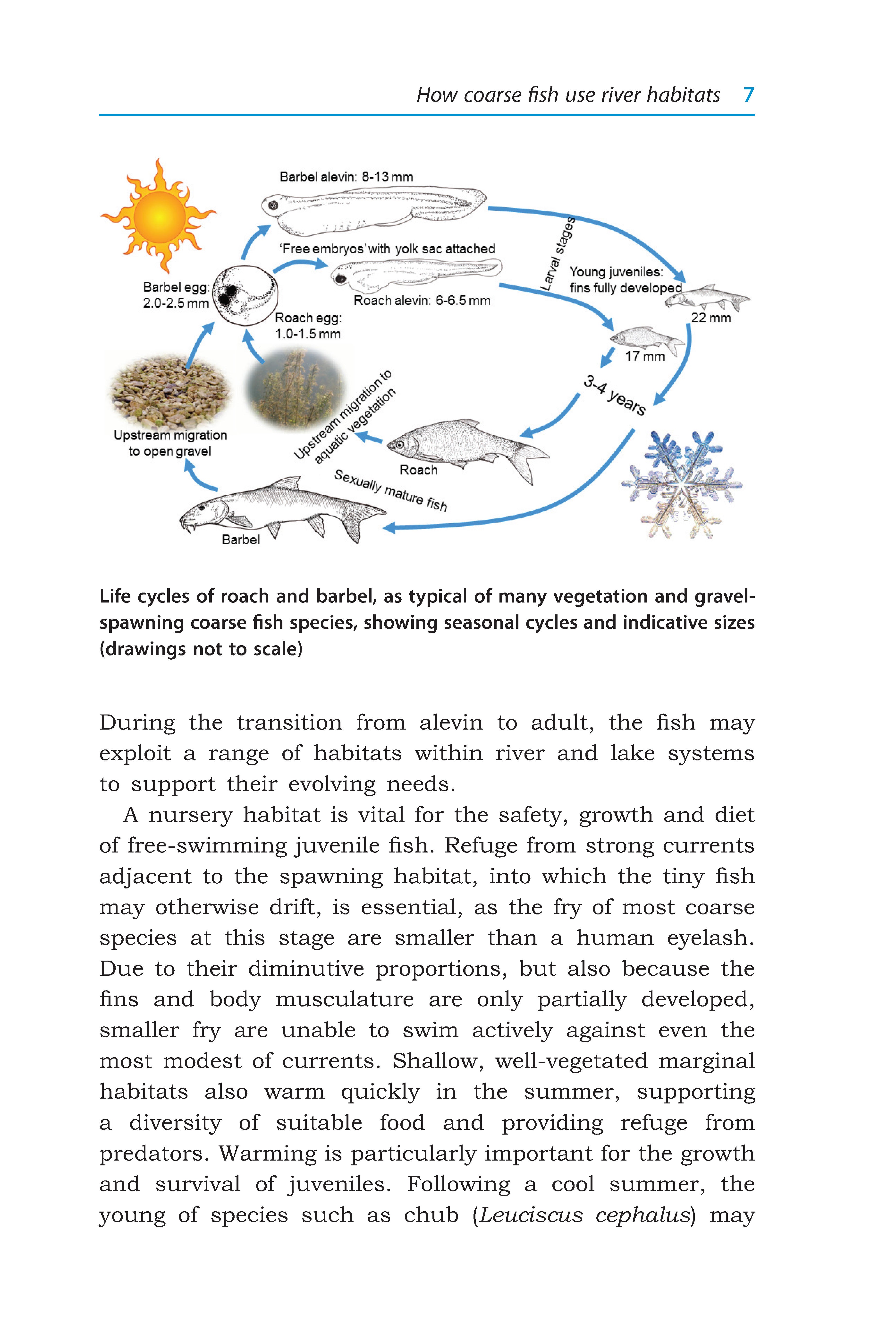 River Habitats for Coarse Fish