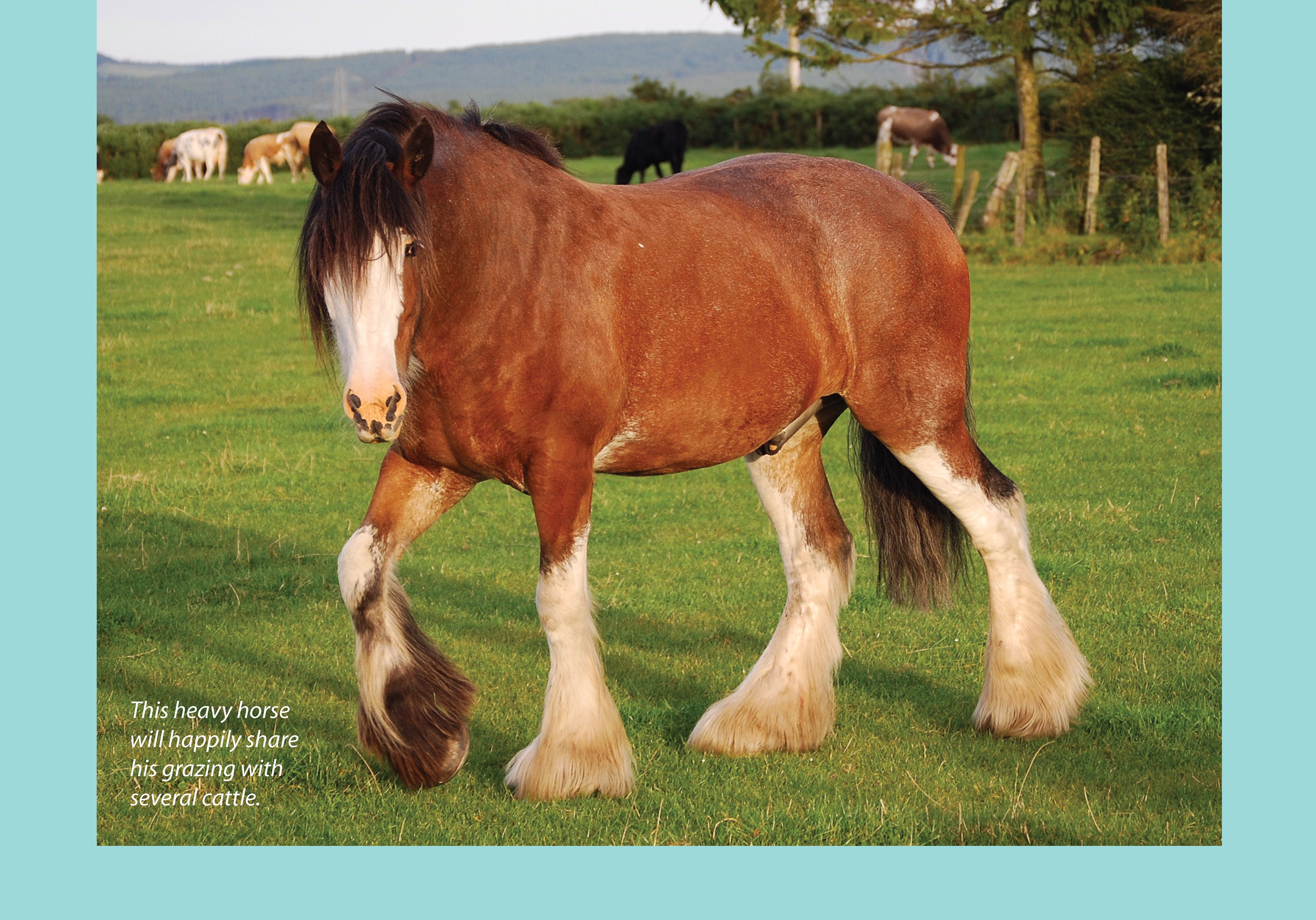 For Love of the Clydesdale Horse