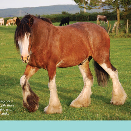 For Love of the Clydesdale Horse