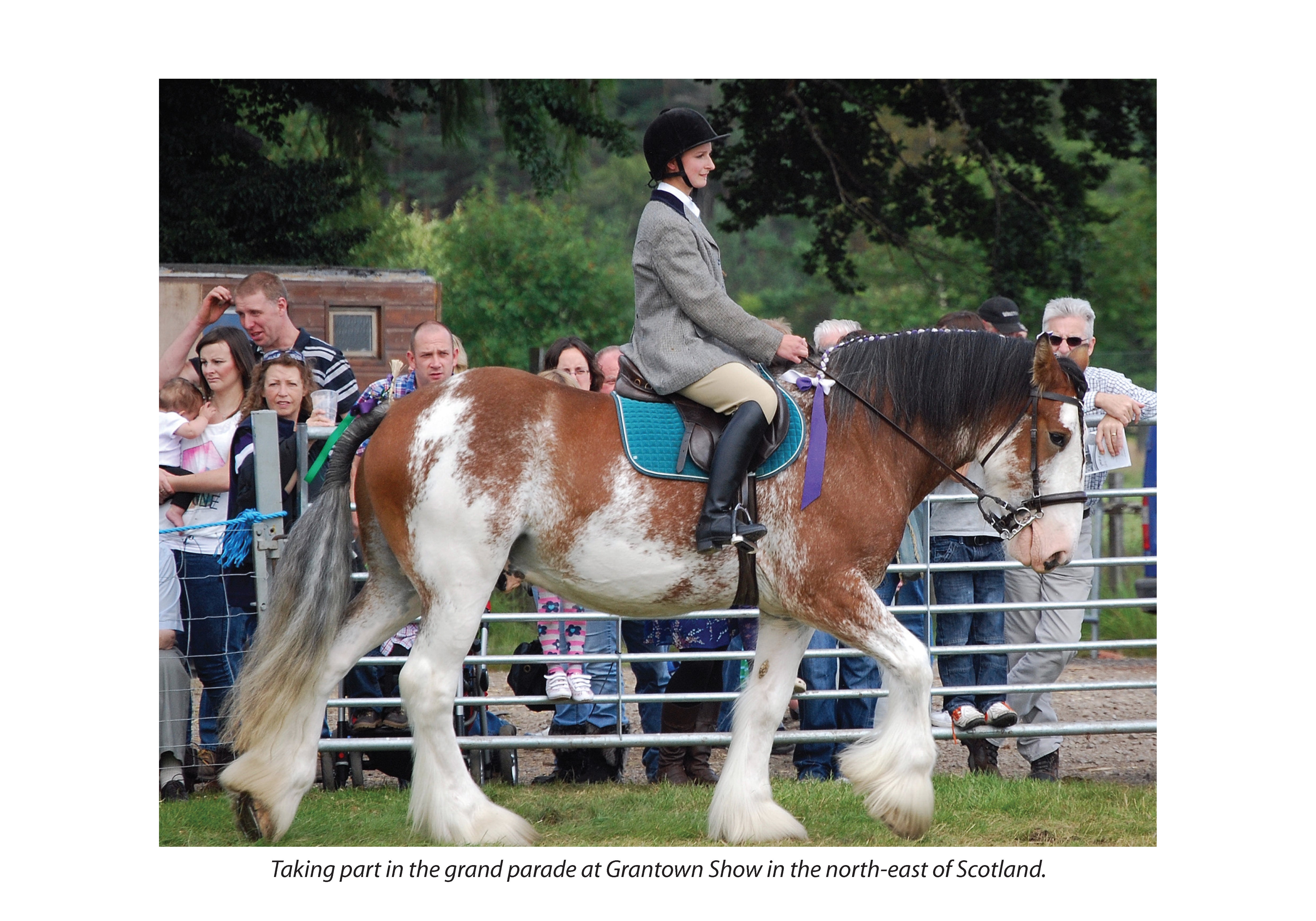 For Love of the Clydesdale Horse