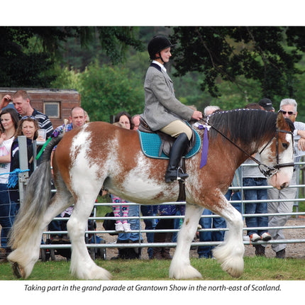 For Love of the Clydesdale Horse