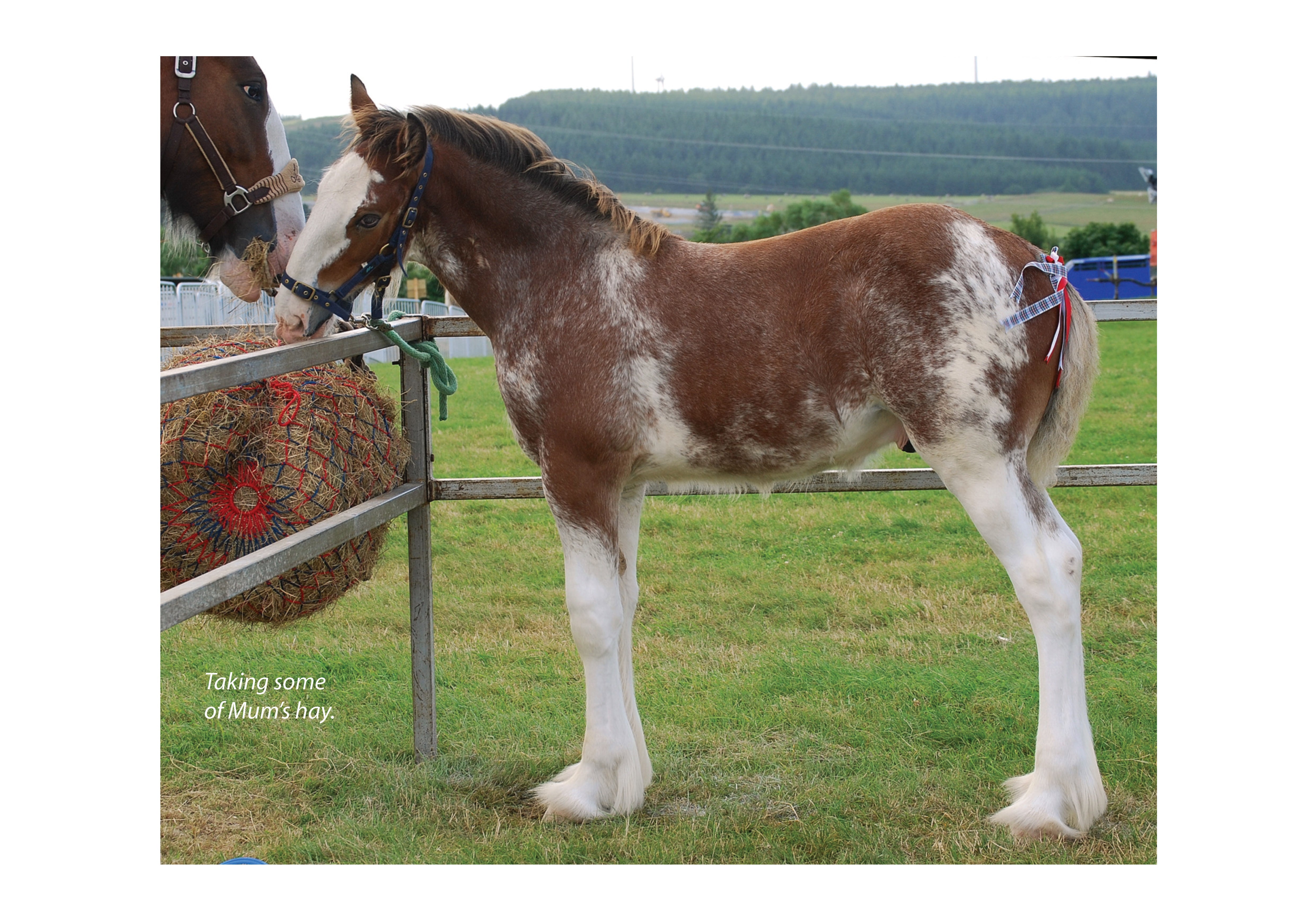 For Love of the Clydesdale Horse