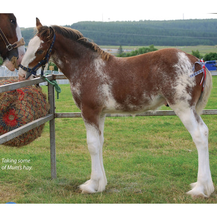 For Love of the Clydesdale Horse