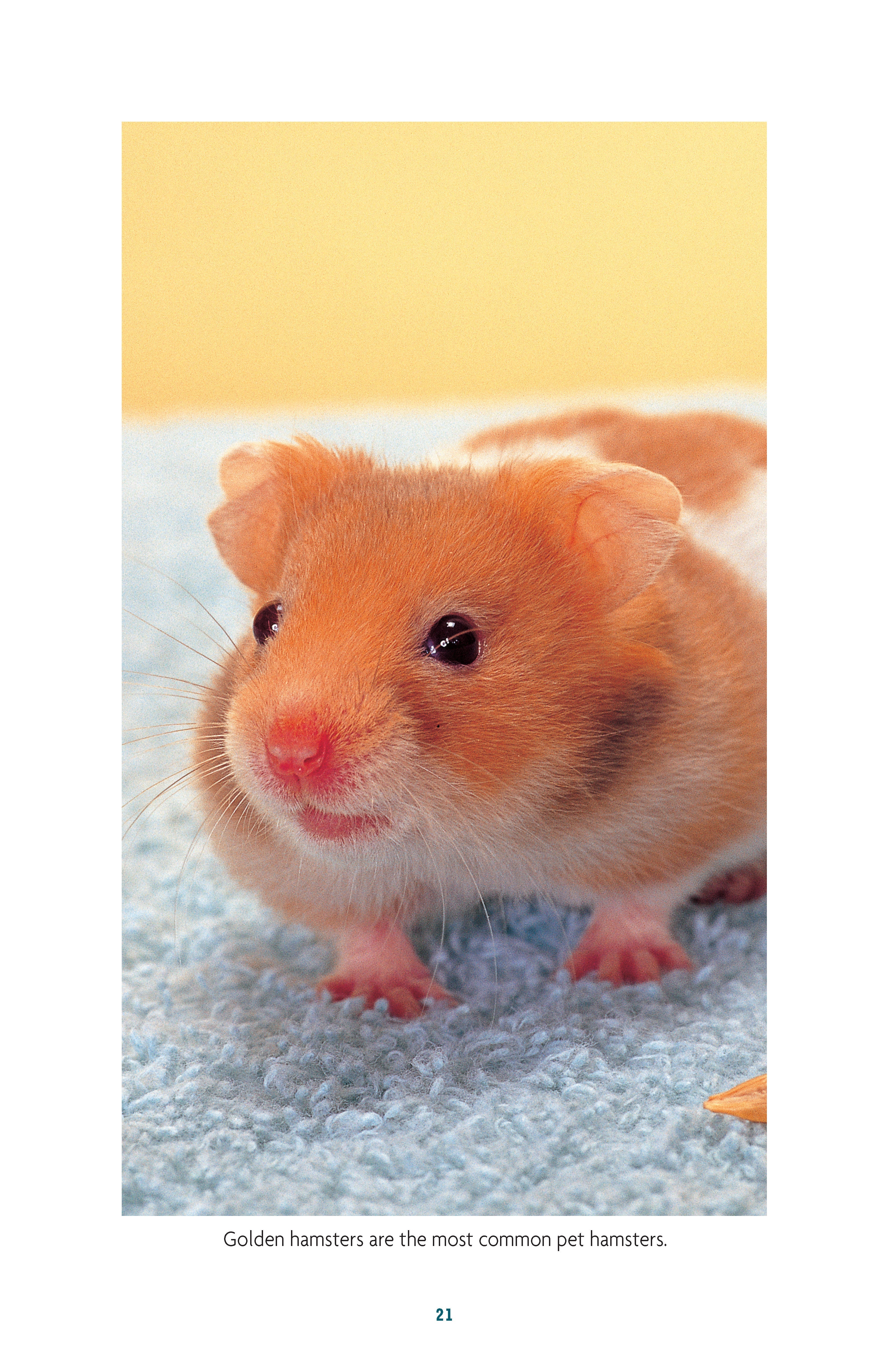 Complete Care Made Easy, Hamsters