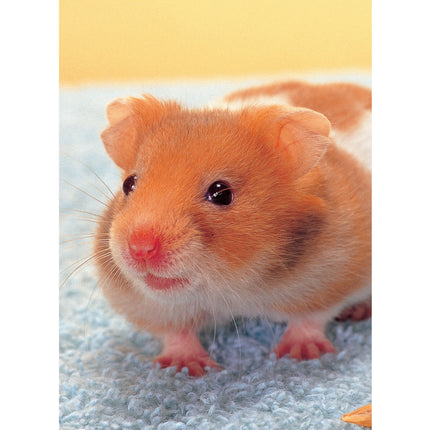 Complete Care Made Easy, Hamsters