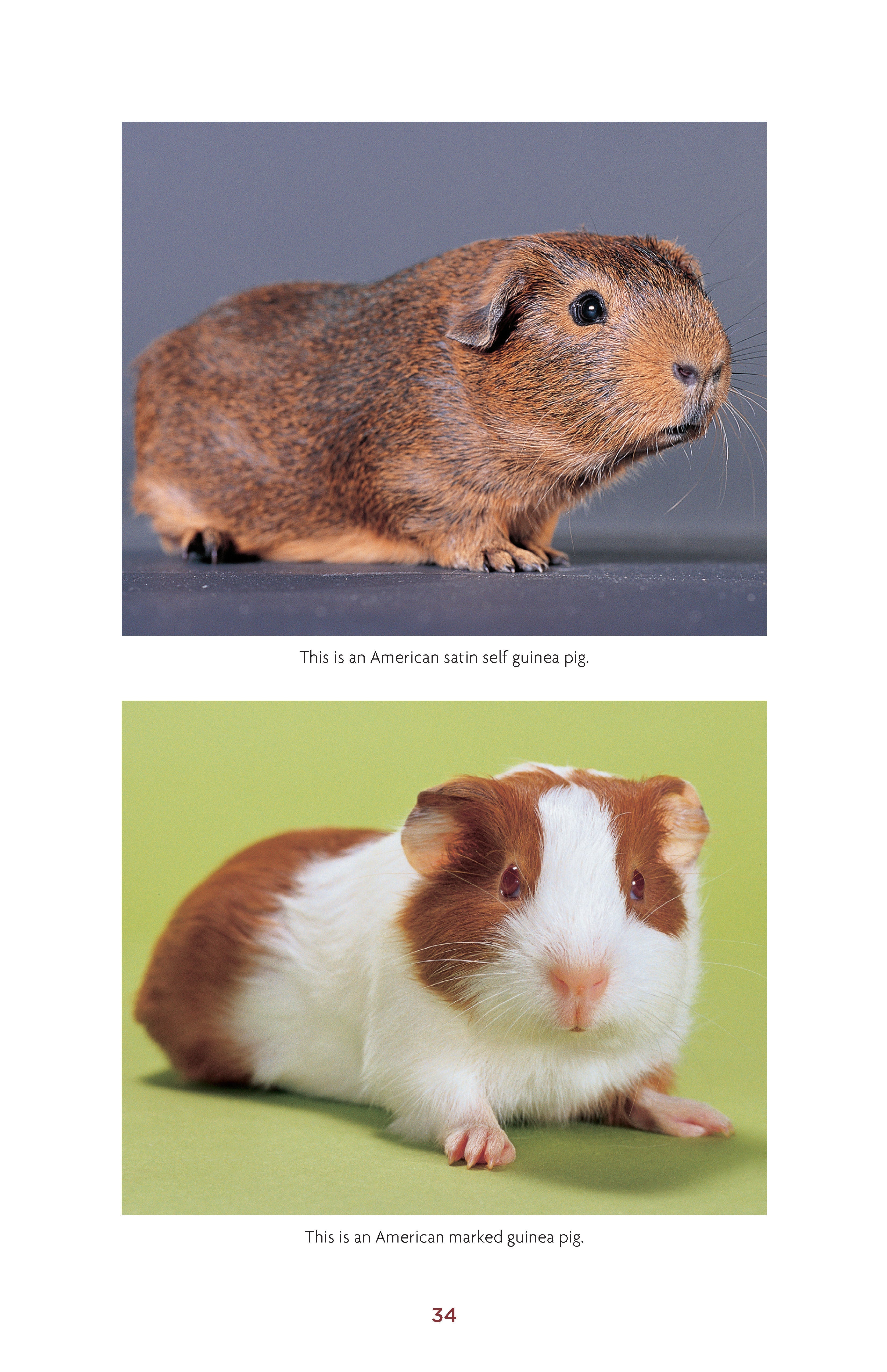 Guinea Pigs