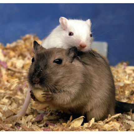 Gerbils