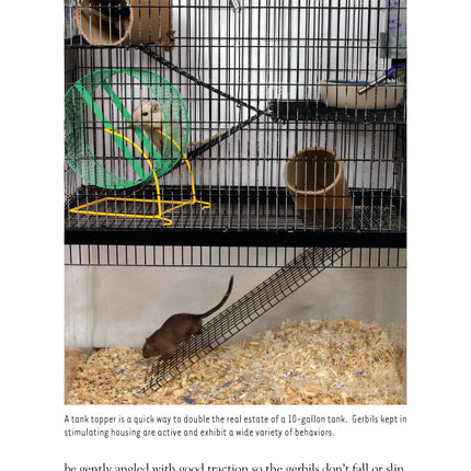 Gerbils