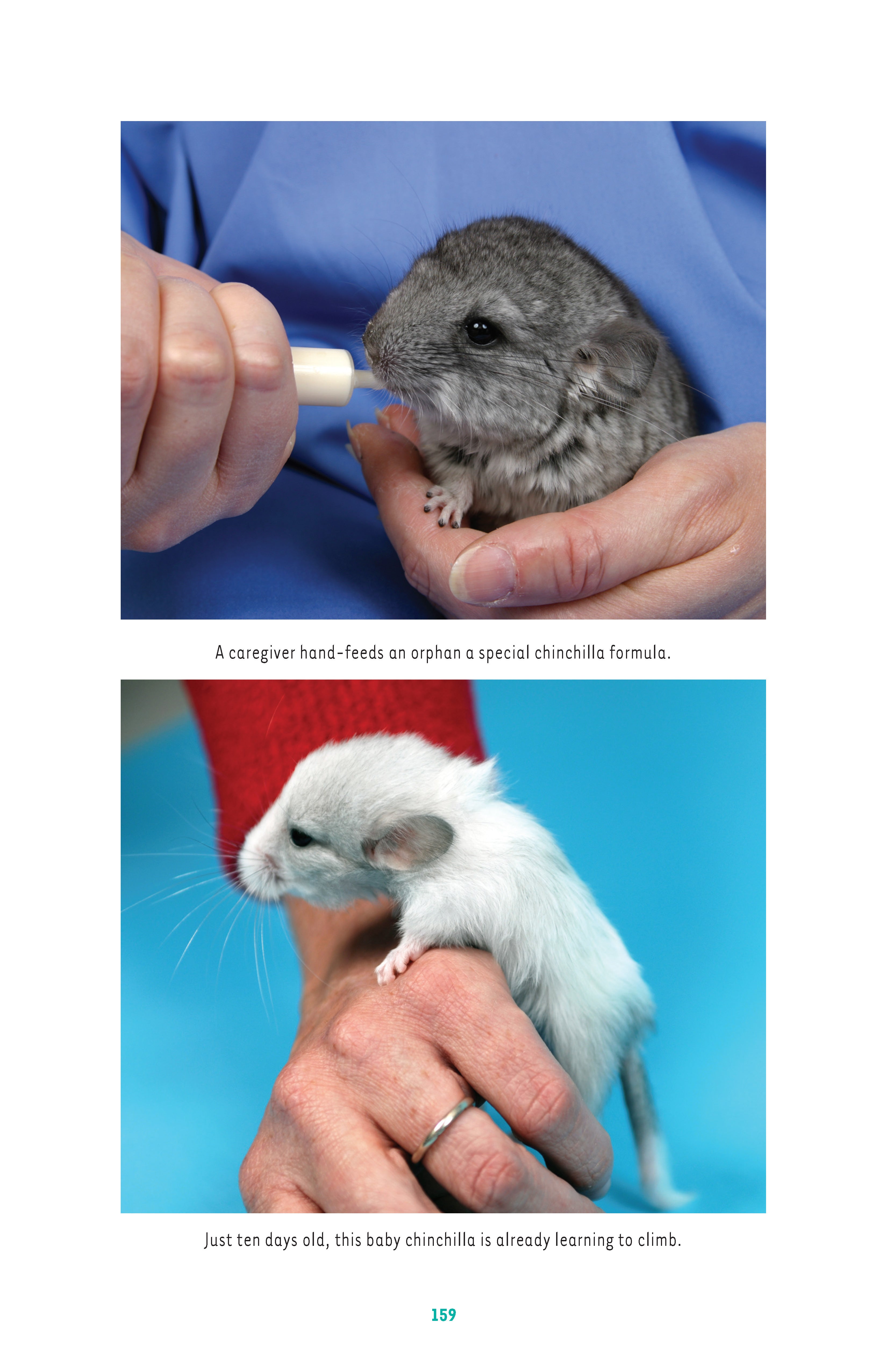 Chinchillas