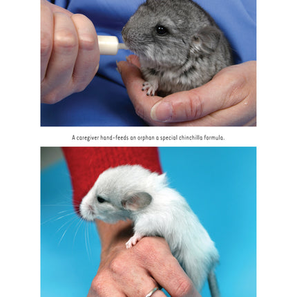 Chinchillas