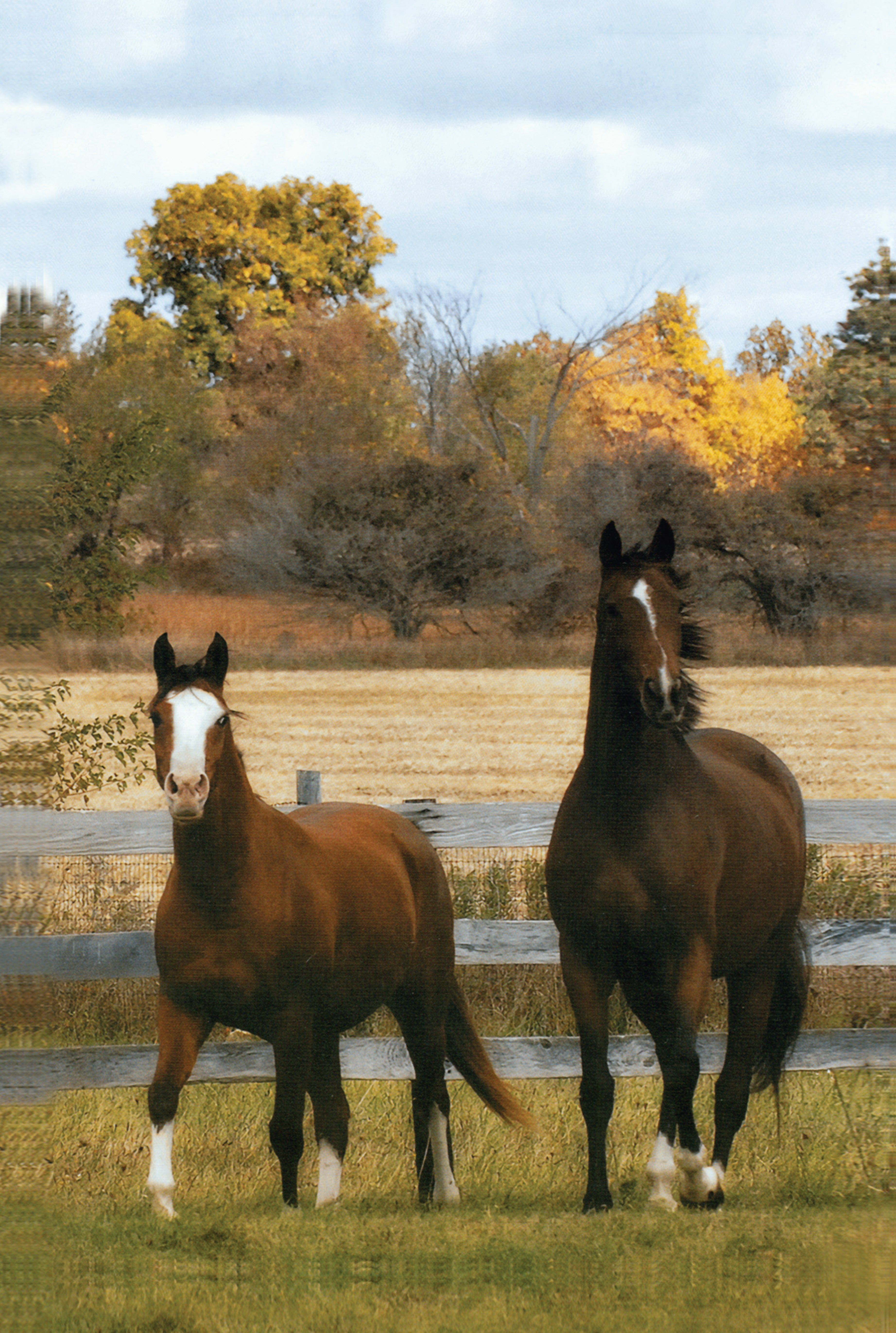 The Horse Book of Lists