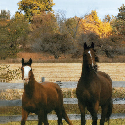 The Horse Book of Lists