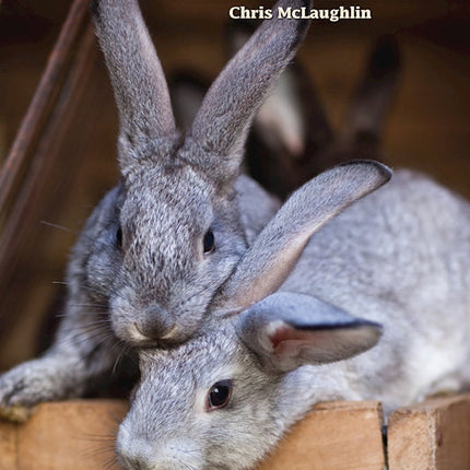 Hobby Farms: Rabbits