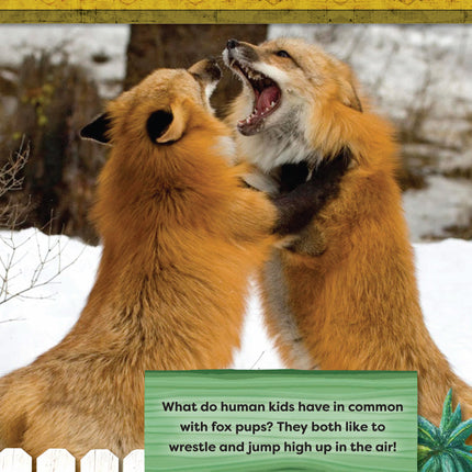 Kids' Backyard Safari: Red Foxes