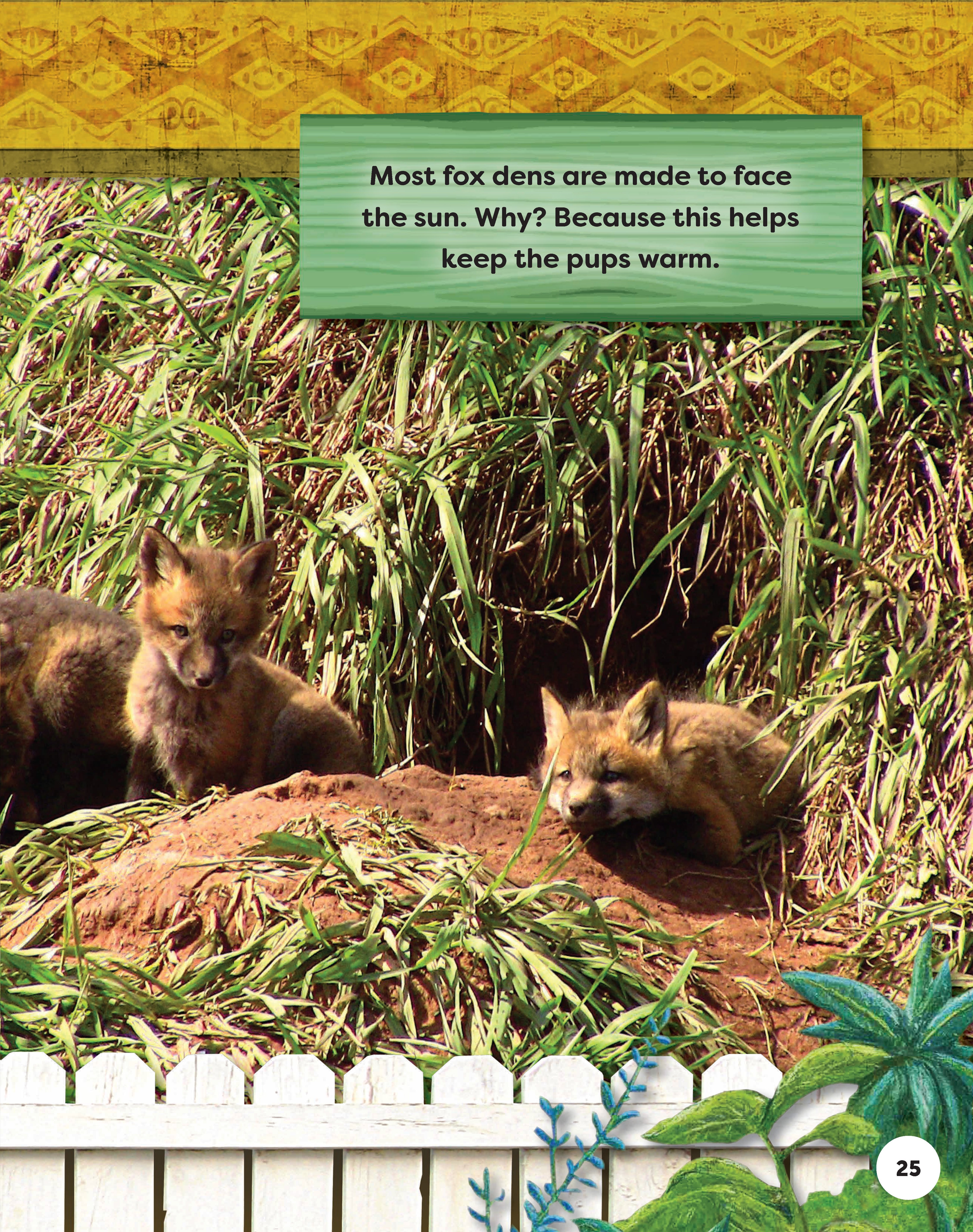 Kids' Backyard Safari: Red Foxes