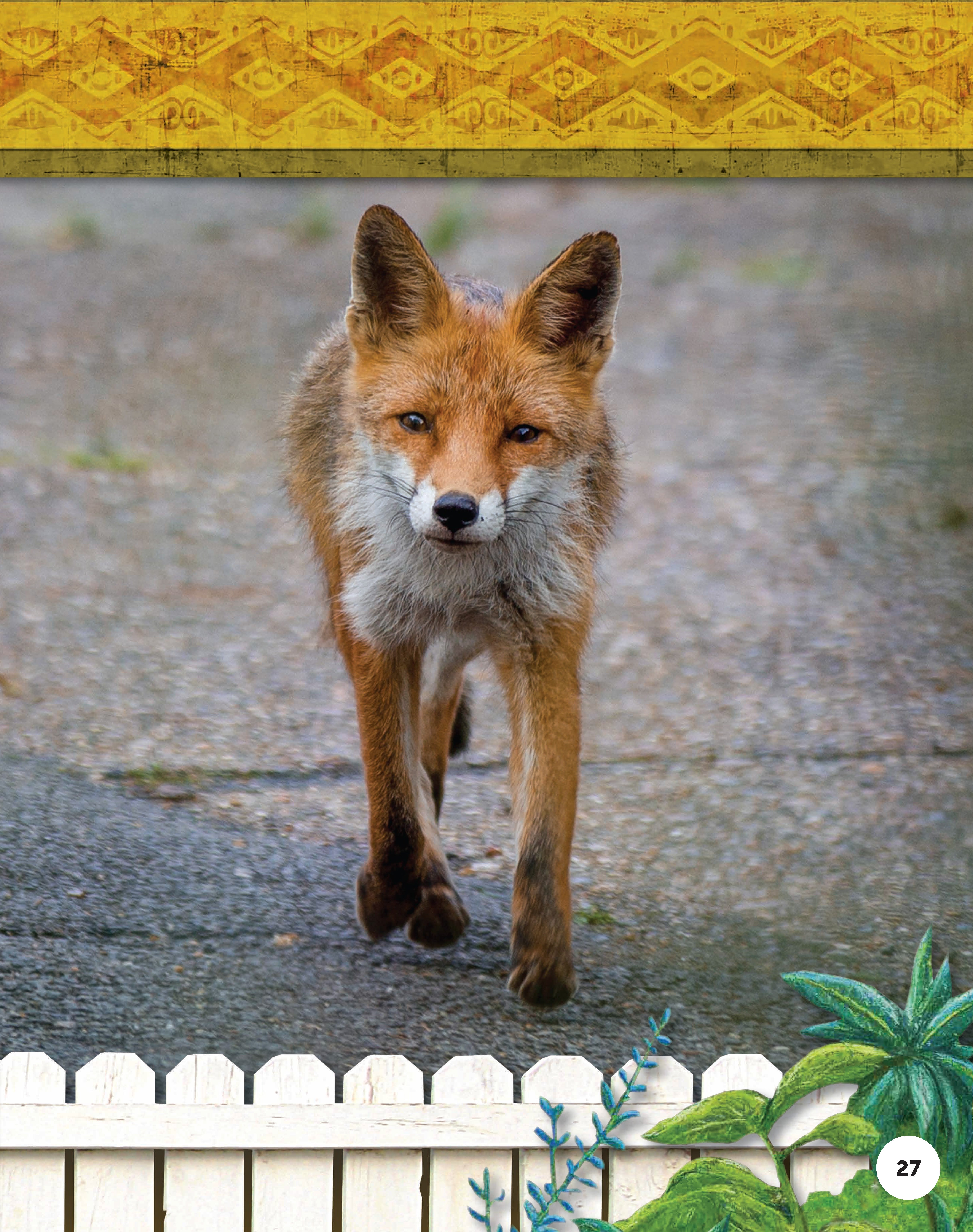 Kids' Backyard Safari: Red Foxes