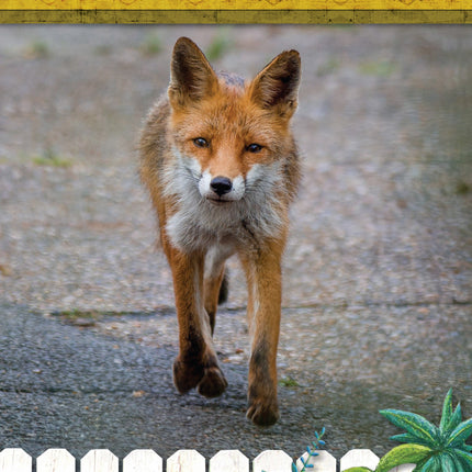 Kids' Backyard Safari: Red Foxes