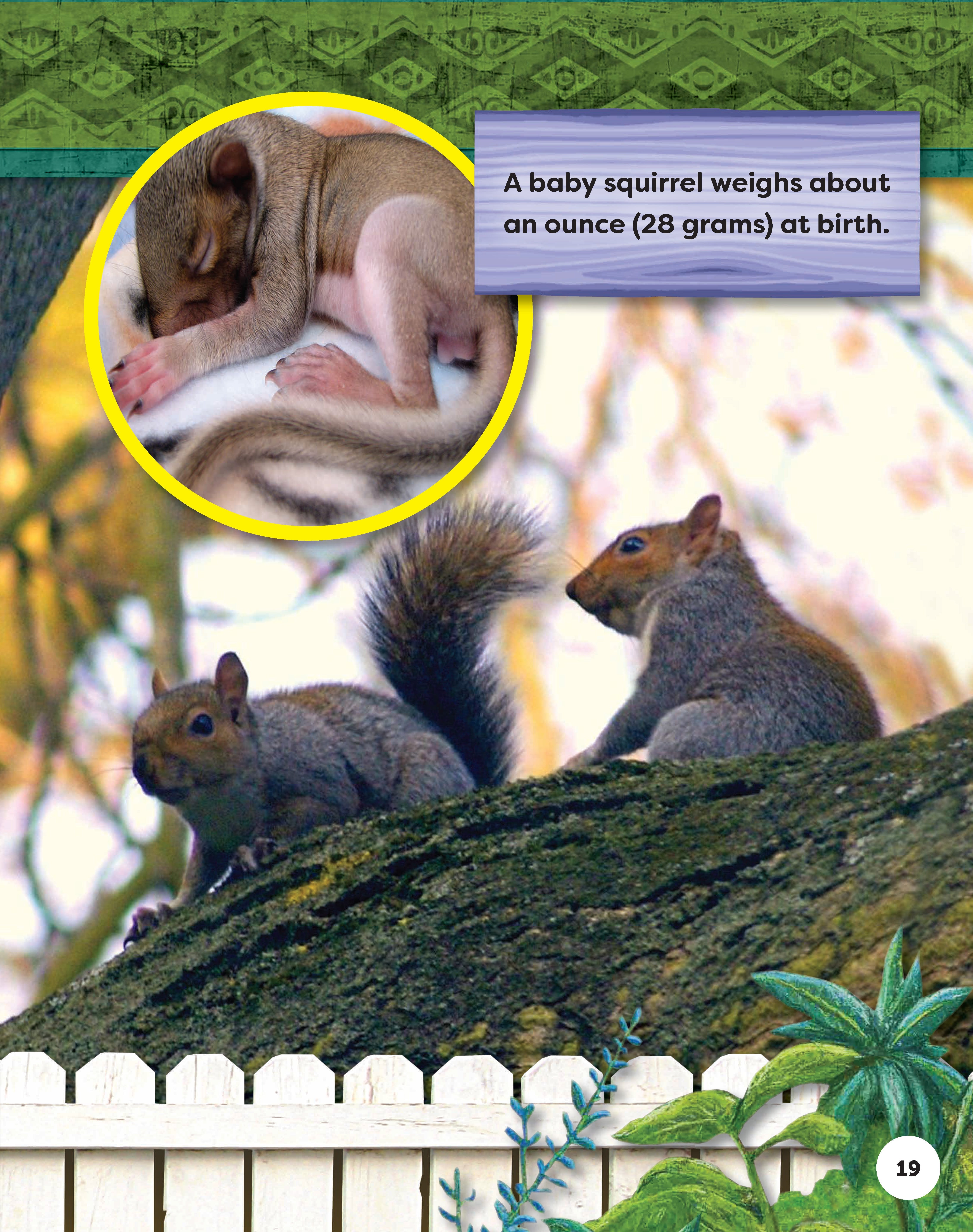 Kids' Backyard Safari: Gray Squirrels