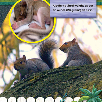 Kids' Backyard Safari: Gray Squirrels