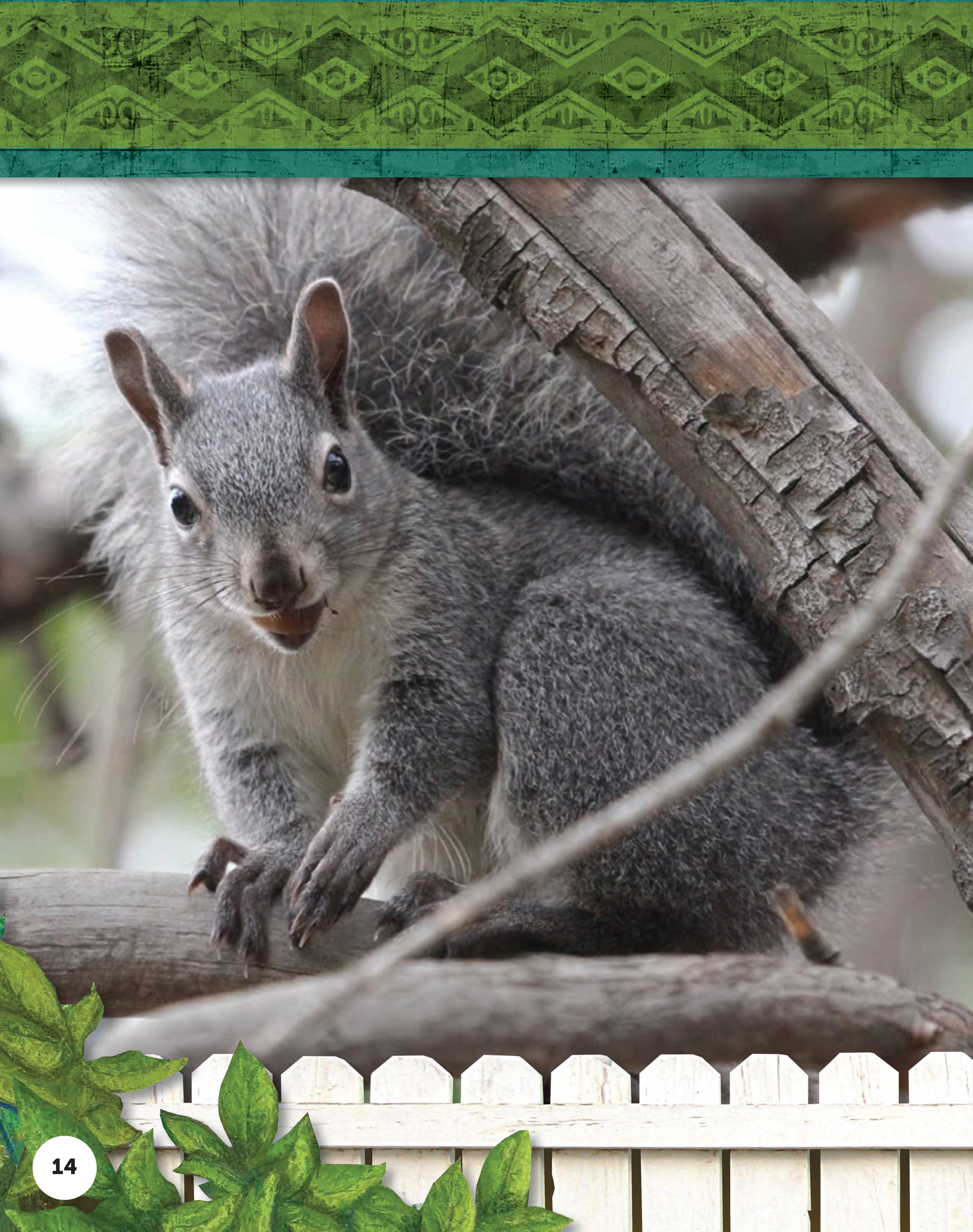 Kids' Backyard Safari: Gray Squirrels