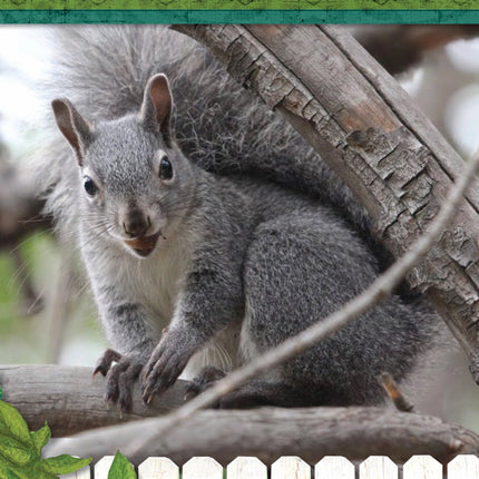 Kids' Backyard Safari: Gray Squirrels