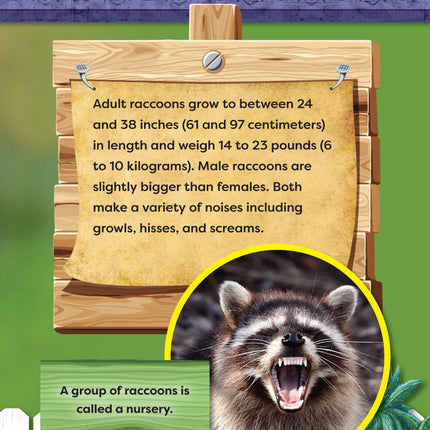 Kids' Backyard Safari: Raccoons