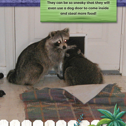 Kids' Backyard Safari: Raccoons