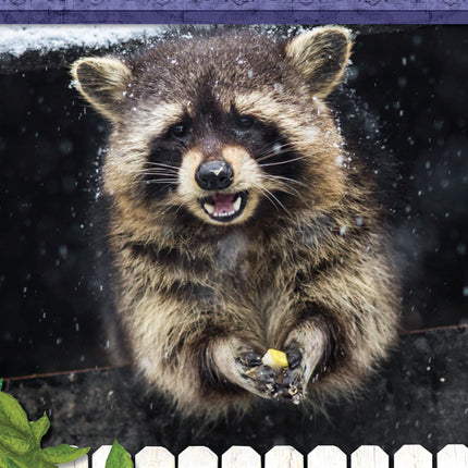 Kids' Backyard Safari: Raccoons