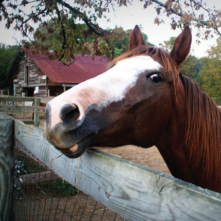 If Animals Could Talk: Horses