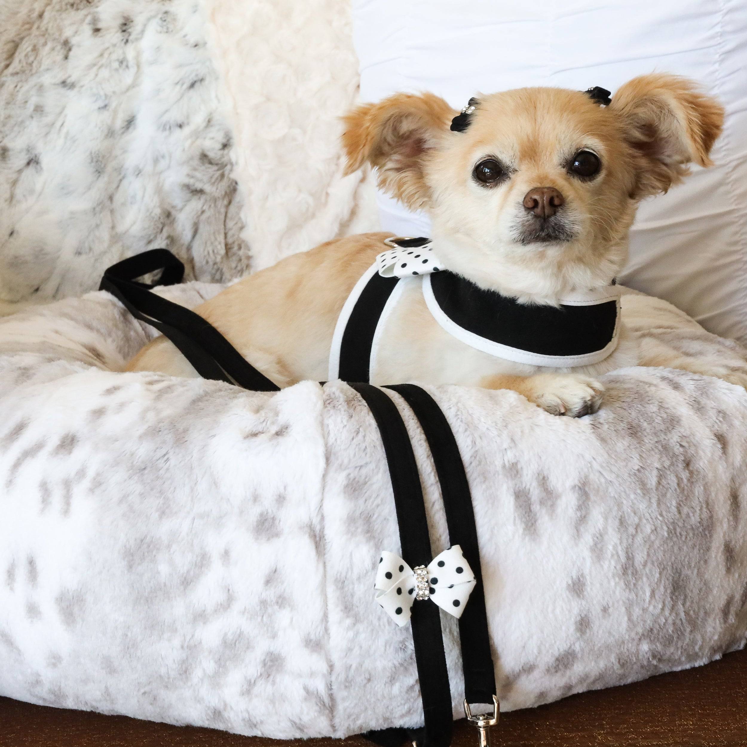 Polka Dot Nouveau Bow Tinkie Harness with White Trim