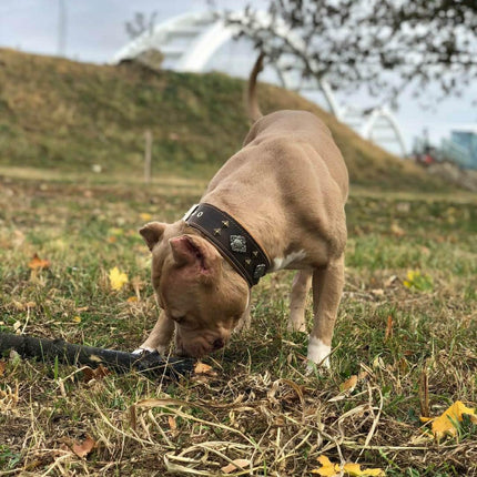 "Aztec" brown dog collar