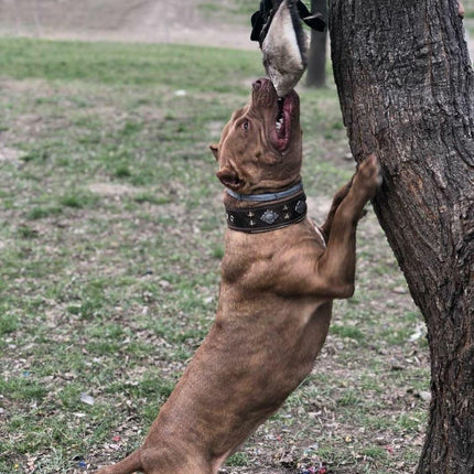 "Aztec" brown dog collar