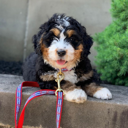 Anchors Aweigh Dog Collar