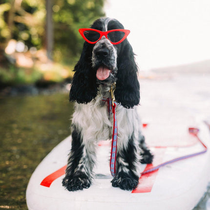 Anchors Aweigh Dog Collar