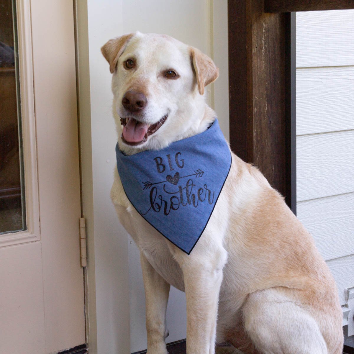 And So Our Adventure Begins - Denim Dog Bandana