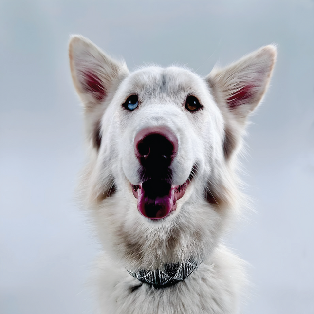 CRYSTALLINE 2.0 COLLAR