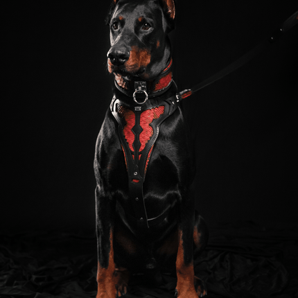 The ''Red Dragon'' collar