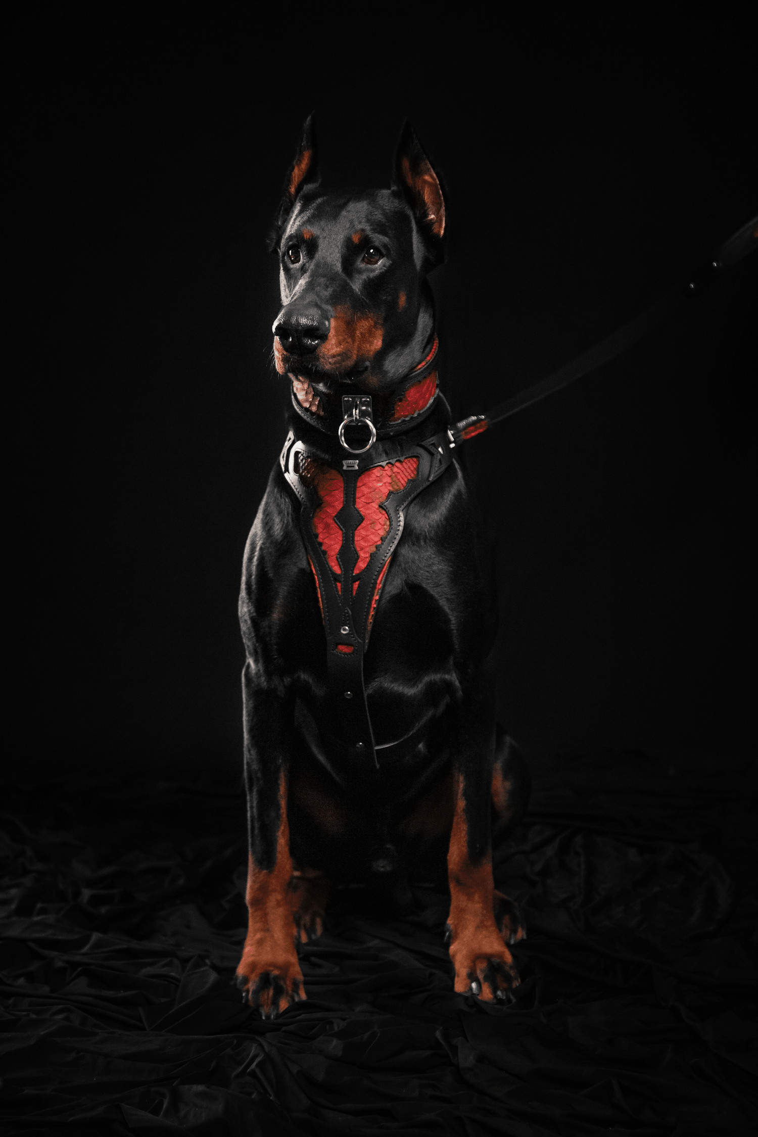 The ''Red Dragon'' leash