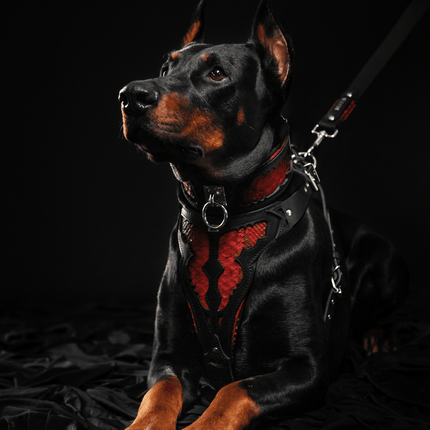 The ''Red Dragon'' collar