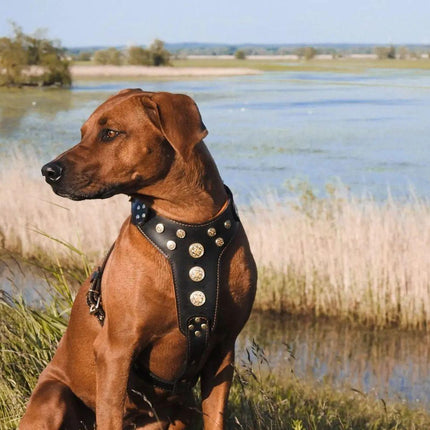 ''Bijou'' harness Black & Orange for big dogs