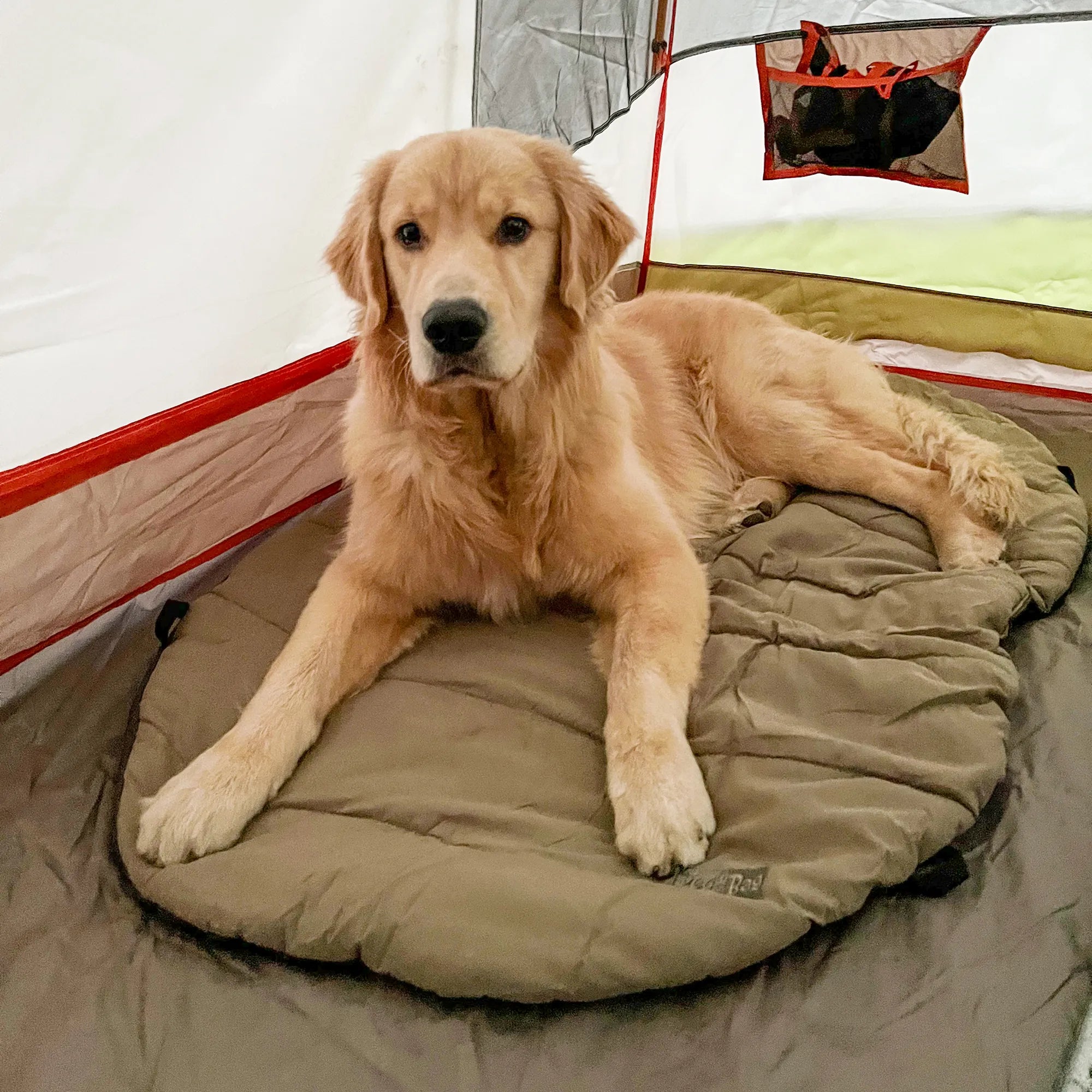 Bed in a Bag Travel Dog Bed