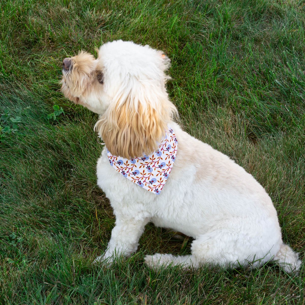 Berries on the Vine Dog Bandana