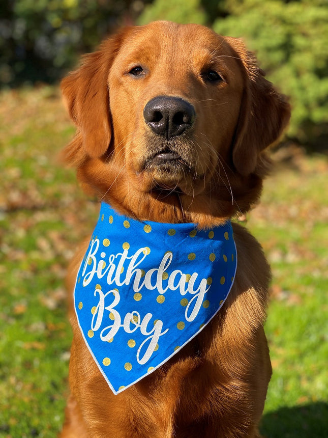 Birthday Boy Dog Bandana