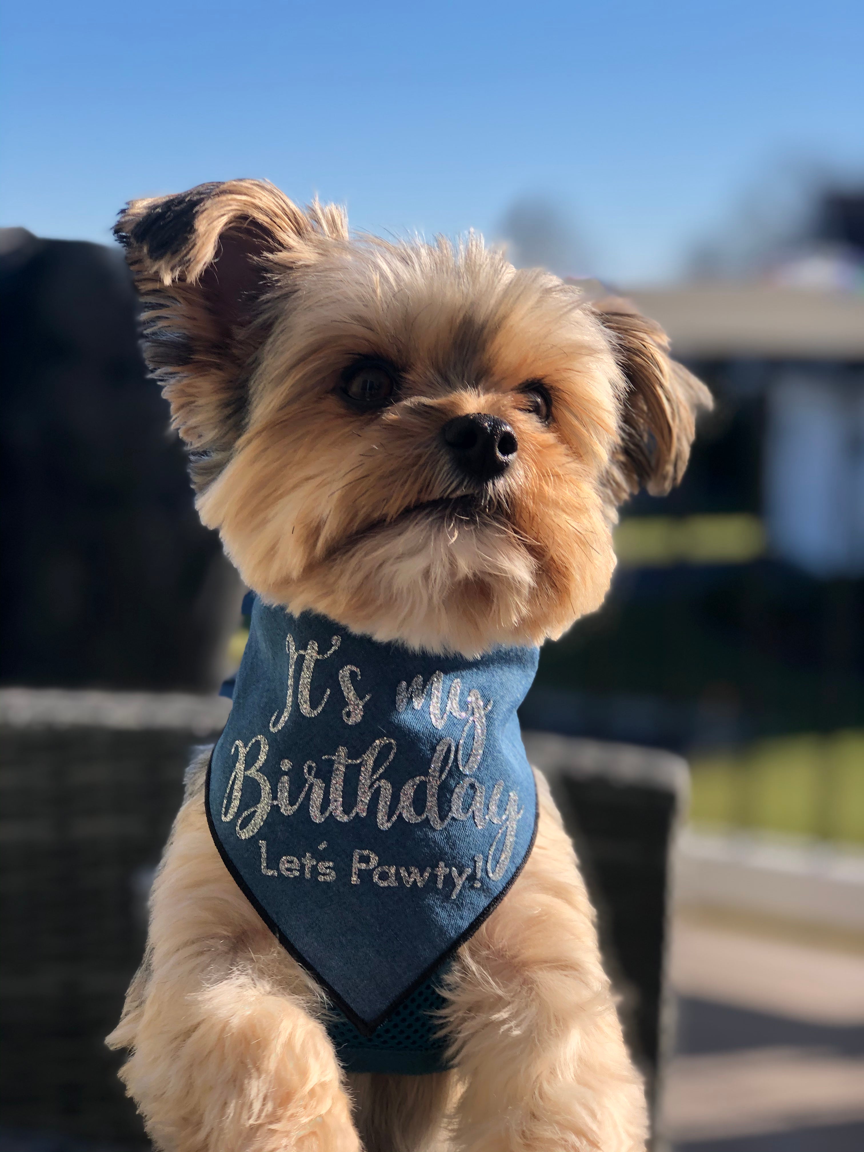 Birthday Dog Bandana Denim