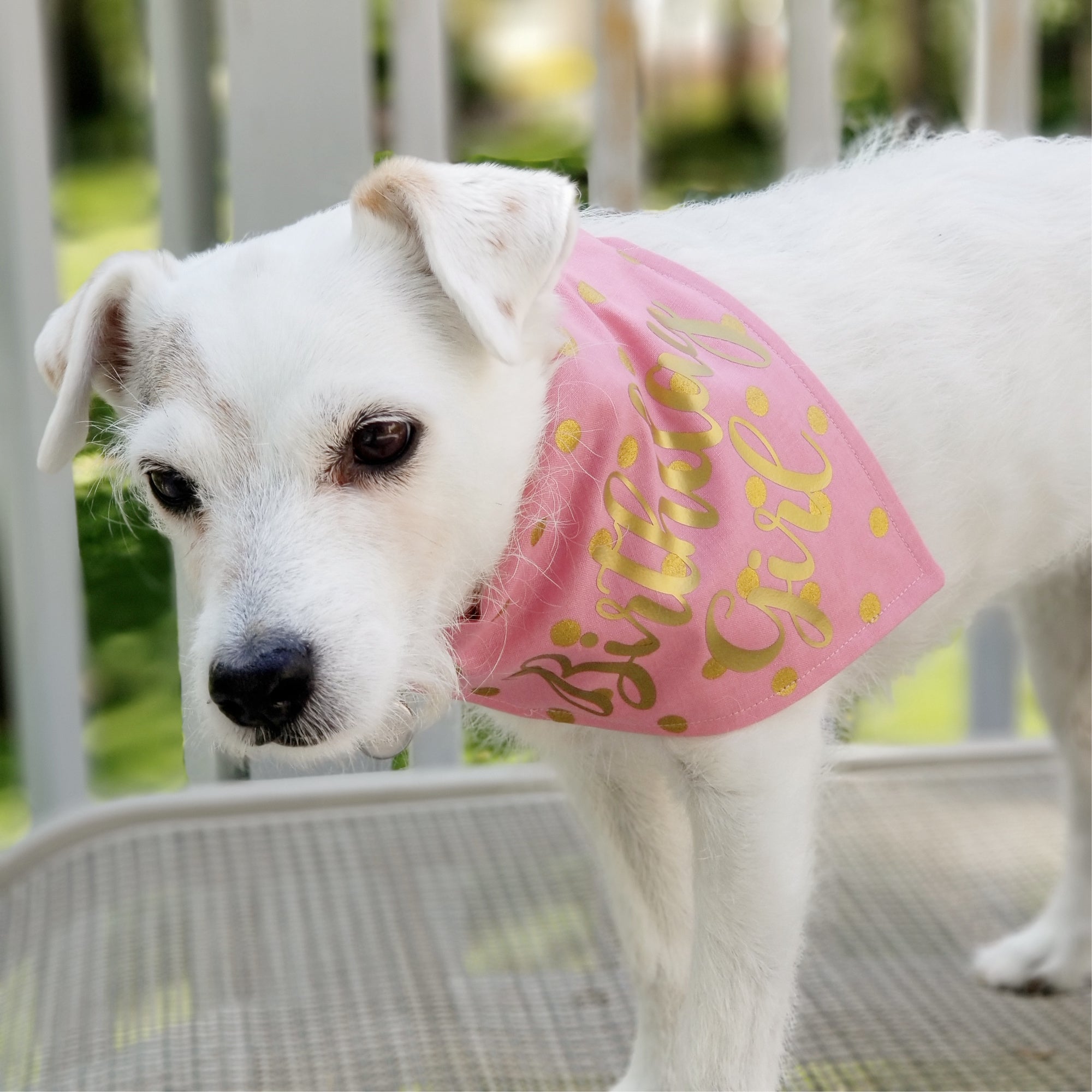 Birthday Girl Dog Bandana Gold Foil