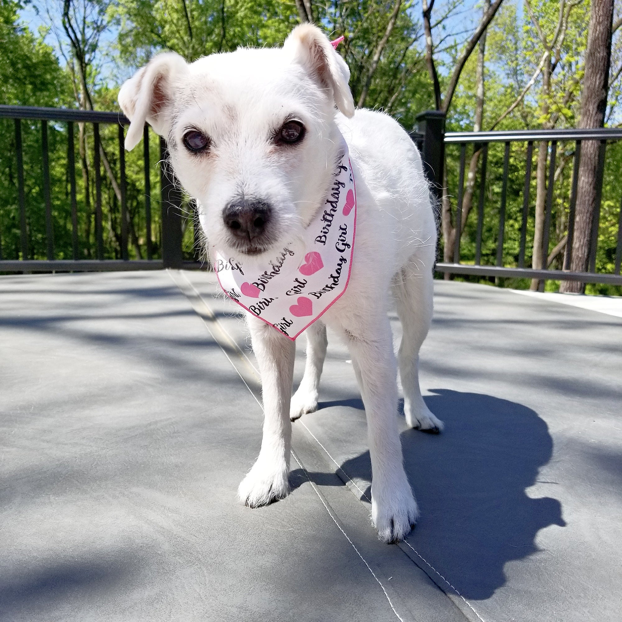 Birthday Girl Pink Heart Dog Bandana