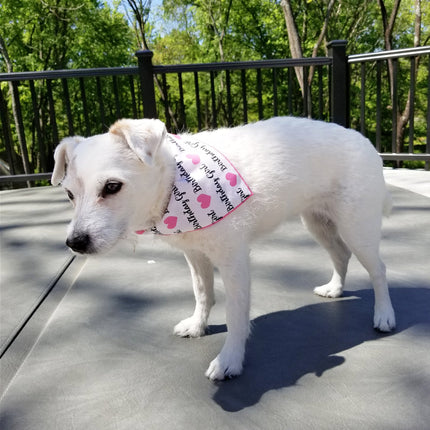 Birthday Girl Pink Heart Dog Bandana