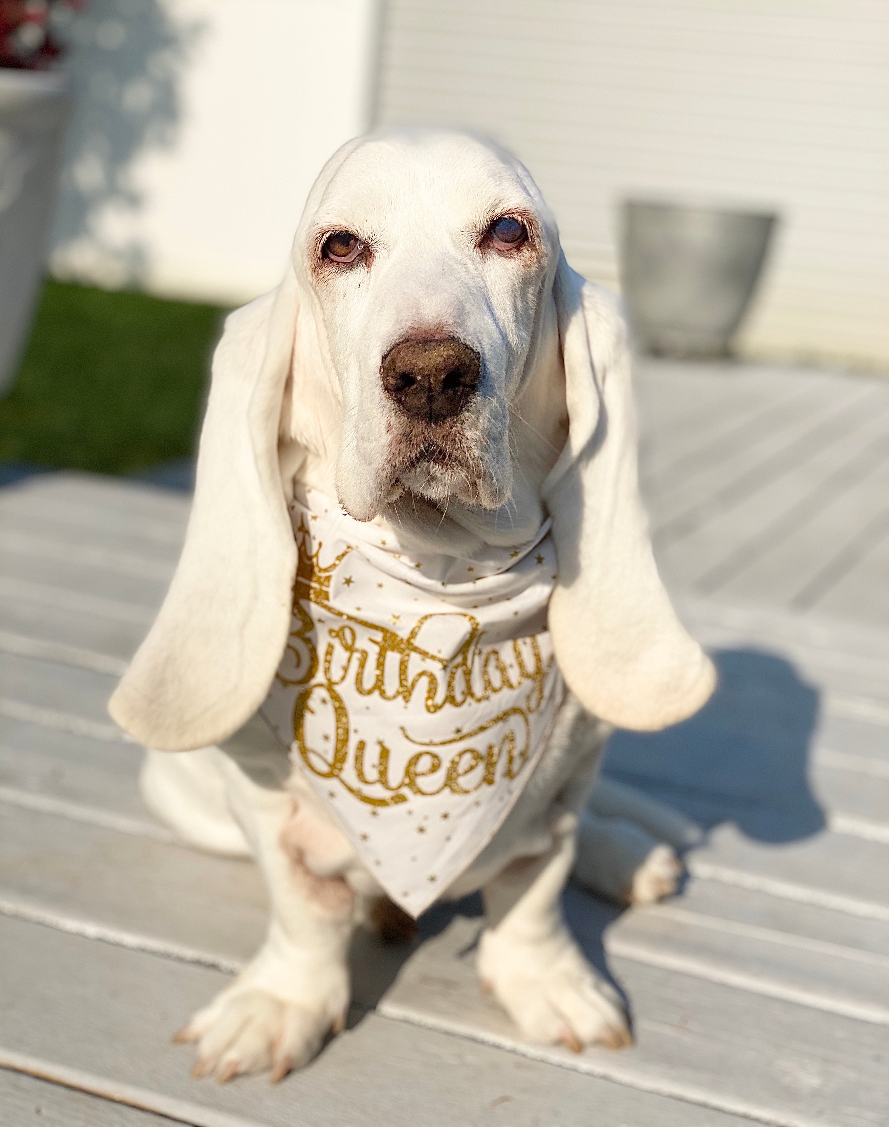 Birthday Queen Dog Bandana