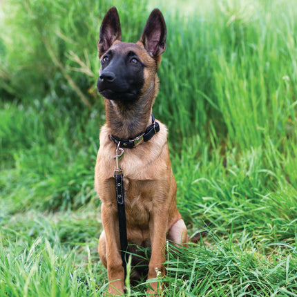 Rolled Style Light Brown Leather Quick-Release Dog Collar